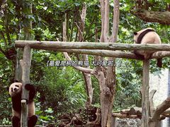 -都江堰中华大熊猫苑