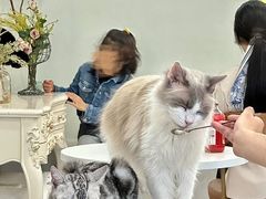 -共舞时光猫咖·狗咖(新街口店)