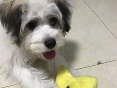-BABYDOG宝贝狗宠物乐园(欧洲城店)