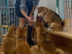 -是阿柴呀！柴犬咖啡·爱喵喵猫咖