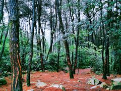 -铁山坪森林公园