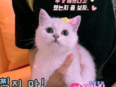 -lincat·猫舍(广州店)