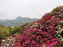 -贵州百里杜鹃风景名胜区
