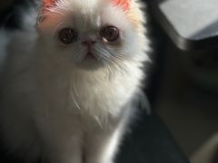 -喜多萌中农锦绣动物医院24H·猫科·牙科MRI·CT