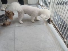 -八公叔叔宠物美容连锁(春申店)