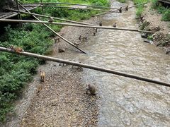 -西双版纳原始森林公园