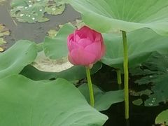 -大兴滨河森林公园