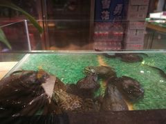 活牛蛙-洪湘记川湘·甲鱼馆(四海凯悦美食广场店)