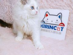 -十年猫舍·猫咪专门店(普陀店)