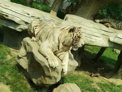 -北京野生动物园