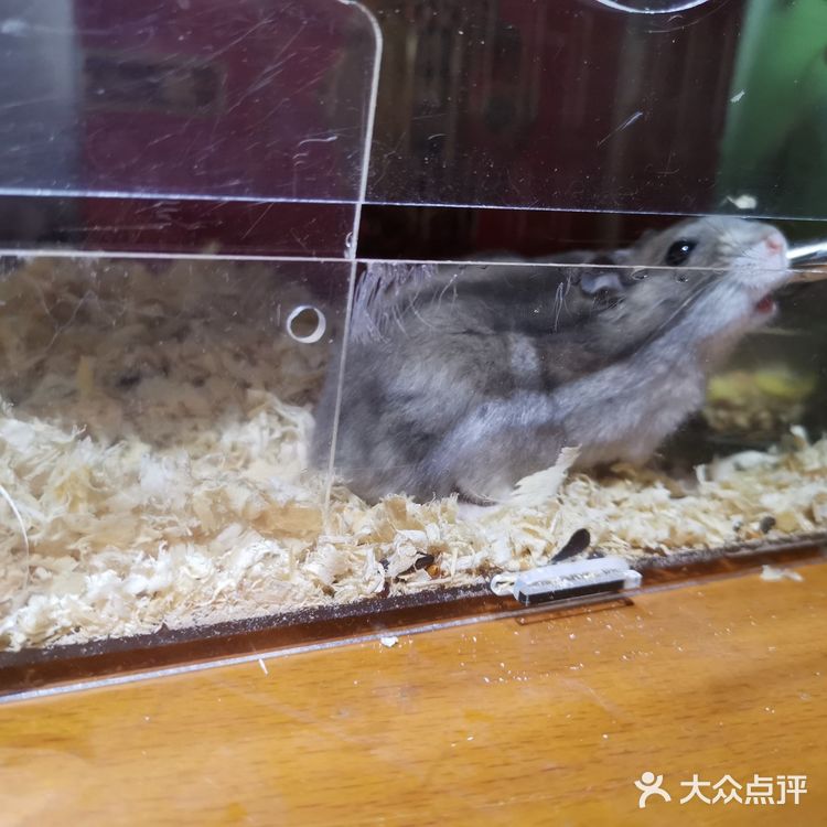 繁殖能力报表的小仓鼠（一家16口）