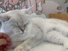-Let's go狗咖·猫咖·奶狗·桌游(春熙路IFS店)