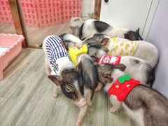 -猪盟咖啡店(玖洲道店)