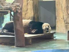 -成都动物园