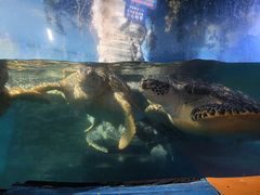 -烟台海昌鲸鲨海洋公园