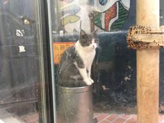 -猫咪博物馆(顶澳仔猫街店)