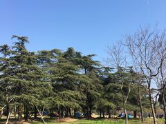 -上海滨江森林公园