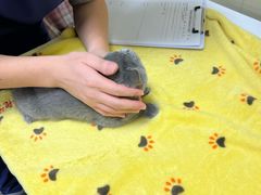 -凯特喵百思猫专科医院