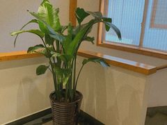 -枣子树·素食餐厅(朱家尖店)