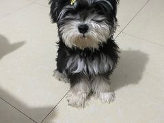 -FAELING PETS美天灵宠物(合生汇店)