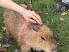 -J Create城市露营咖啡·简餐·宠物(上海动物园店)