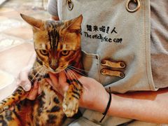 -糯米喵星人总部直营旗舰店·猫舍·幼猫出售
