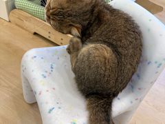 -有喵·猫咖·狗咖·30几只猫10只小狗(岗厦店)