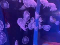 -欢乐海岸海洋奇梦馆