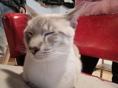 -Cappucimeow猫咪咖啡馆(韦伯时代店)