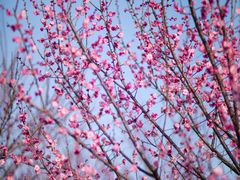 -花开海上生态园