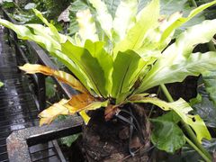 -呀诺达热带雨林