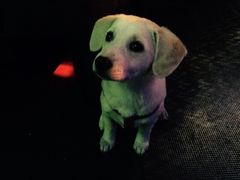 -小岛98(小岛酒吧)