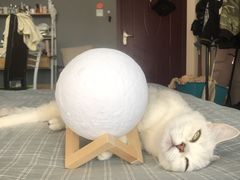 -米苏动物医院·犬猫专科·骨科外科内窥镜