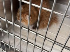 -艾贝尔宠物医院·24H转诊中心·肿瘤猫专科(江宁双龙店)