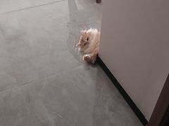 -伟伟宠物医院·瑞派猫友好医院·猫科(光谷店)