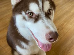 -Husky Go! 哈士奇体验馆·宠物咖啡厅狗咖