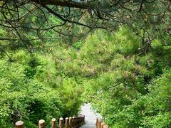 -王莽岭风景区