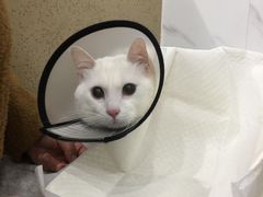 -伟伟宠物医院·CT影像中心·瑞派犬猫综合性门诊(汉口总院)