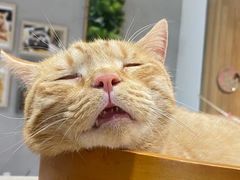 -藏猫猫咖啡主题馆(中央大道店)