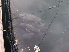-蓝湾碧波·老字号·疍家非遗海上餐厅