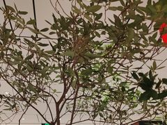 -眉州东坡(民族园店)