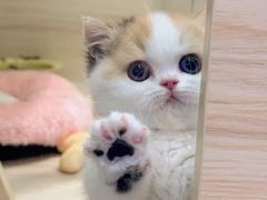 -momokira米努特·德文卷毛猫·棉花面纱犬