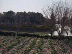 -柳鹭田园区