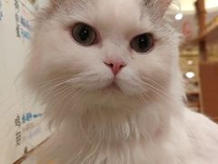 -滚猫咖啡·猫咖·猫友好撸猫(未来城店)