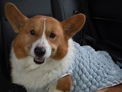 -帕帕拉兹宠物(亚洲旗舰店)