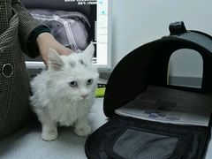-达爱动物医院·犬猫分区·CT·复杂眼科(远洋山水分院)