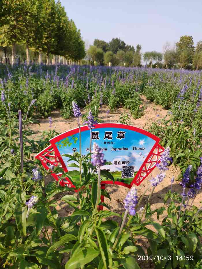 安国市中药都药博园-"附近的高端酒店,安国国际酒店马上营业了.