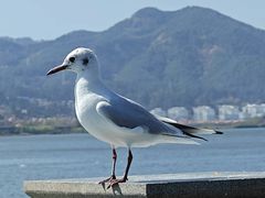 -海埂大坝