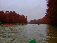 -上海海湾国家森林公园