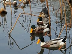 -星巴克(福州三坊七巷店)